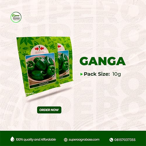 Ganga - Seeds