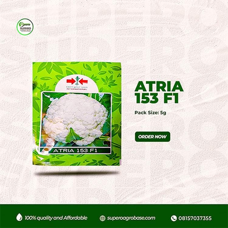 Atria F1 - Seeds
