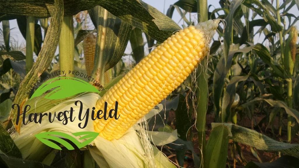 Sweetcorn Special - Fresh Vegetable